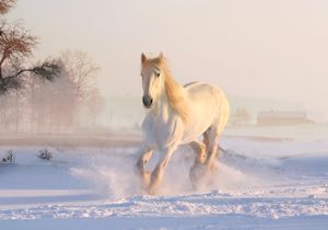 Cheval blanc trottant dans la neige